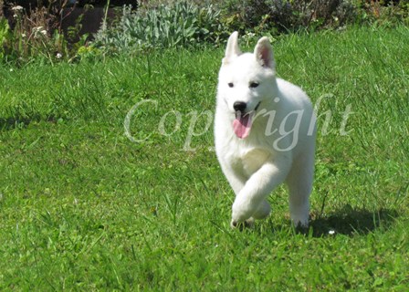 Sheytan's beauty Glamour by trinacria