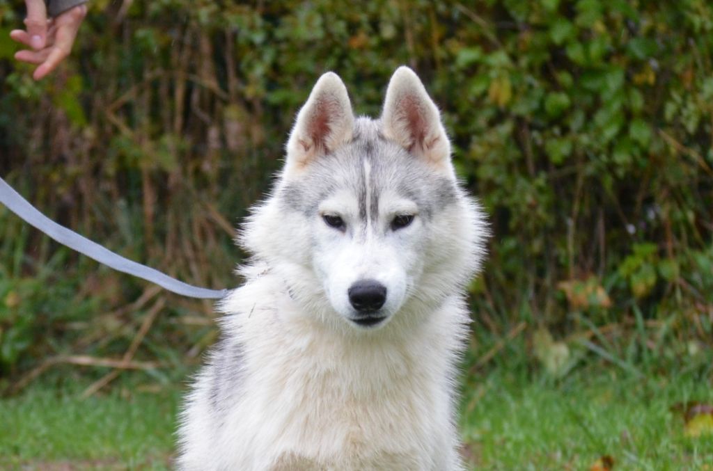 Paddington - Siberian Husky