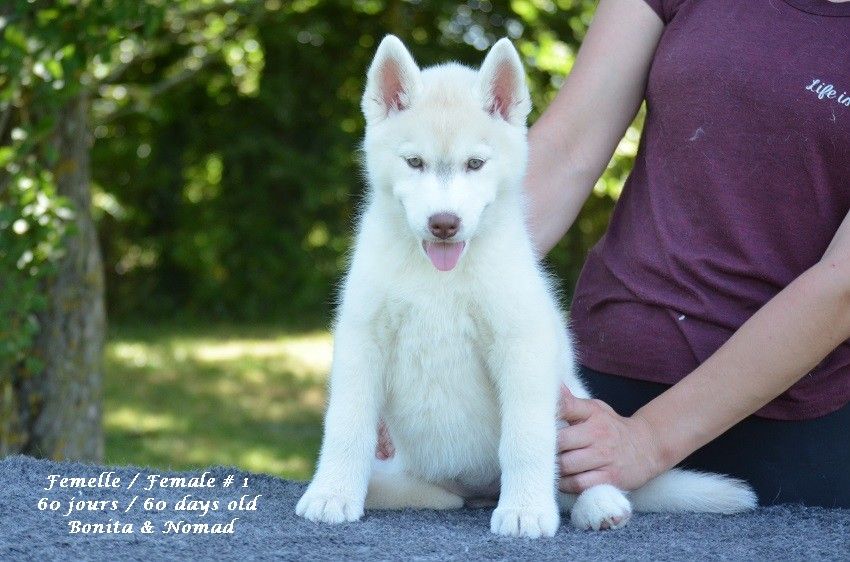 Femelle 2 - Siberian Husky