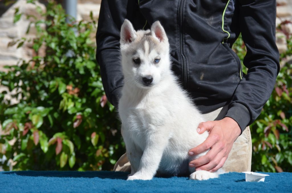 femelle 1 - Siberian Husky