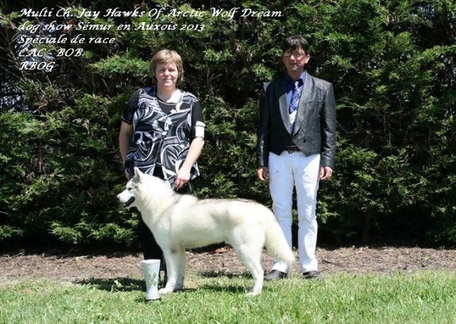 CH. Jay hawks of Arctic Wolf Dream - CAC - BOB