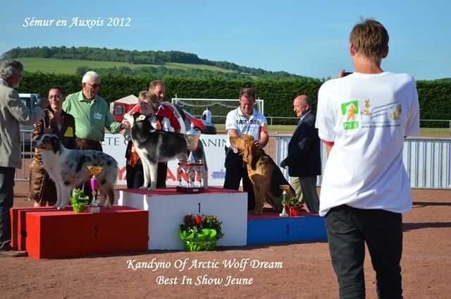 Kandyno of Arctic Wolf Dream - 1er excellent , meilleur jeune du Group 5 et Best In Show Jeune
