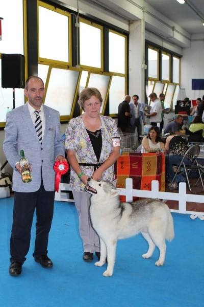 CH. Jay hawks of Arctic Wolf Dream - 1er excellent CAC et BOB