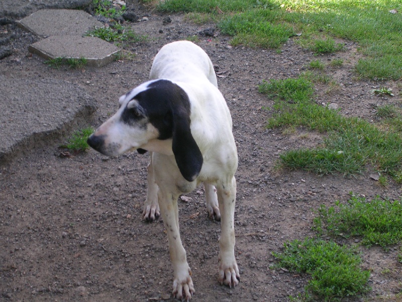 Publication : Du Coteau De La Versenne Auteur : Coteau De La Versenne