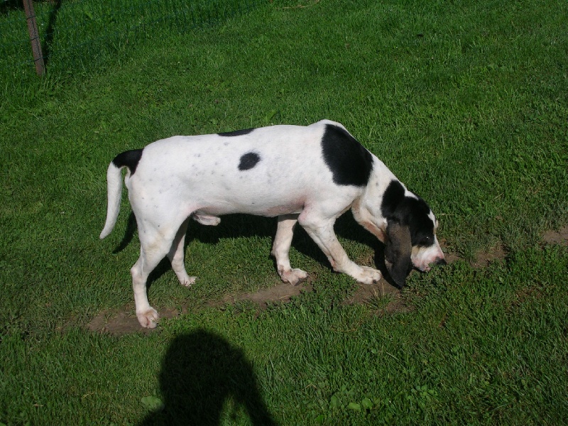 Publication : Du Coteau De La Versenne Auteur : Coteau De La Versenne