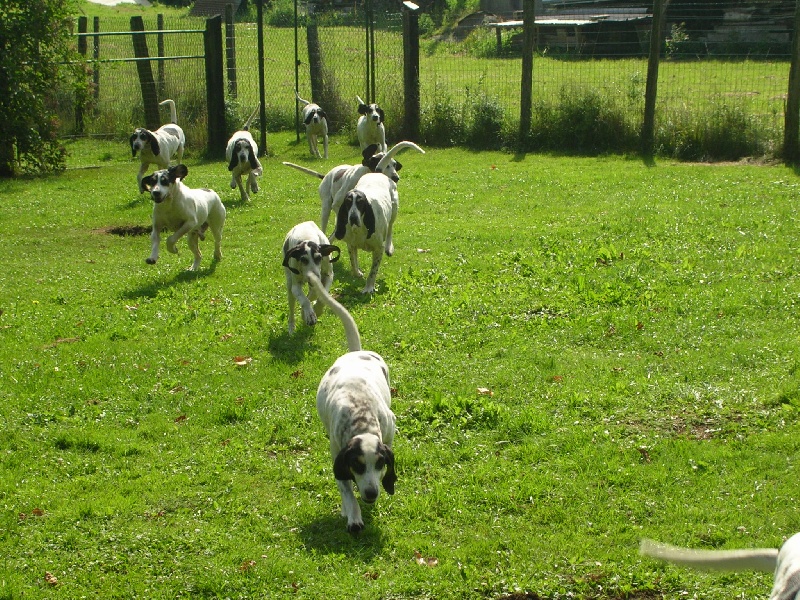 Publication : Du Coteau De La Versenne Auteur : Coteau De La Versenne