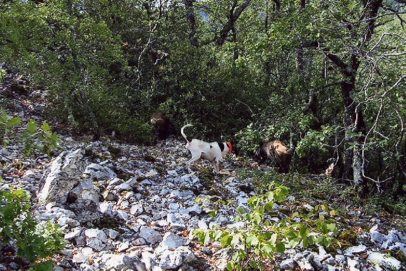 Publication : Du Coteau De La Versenne Auteur : Coteau De La Versenne