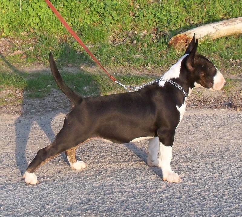 Publication : Bulletblanc Auteur : Jade ,12 mois