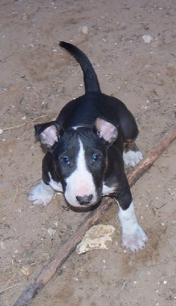 Publication : Bulletblanc Auteur : Jade ,12 mois