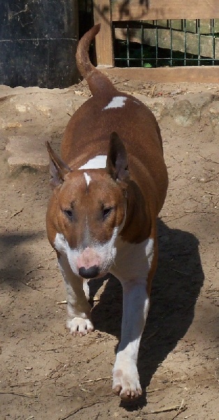 Bulletblanc Dynamite