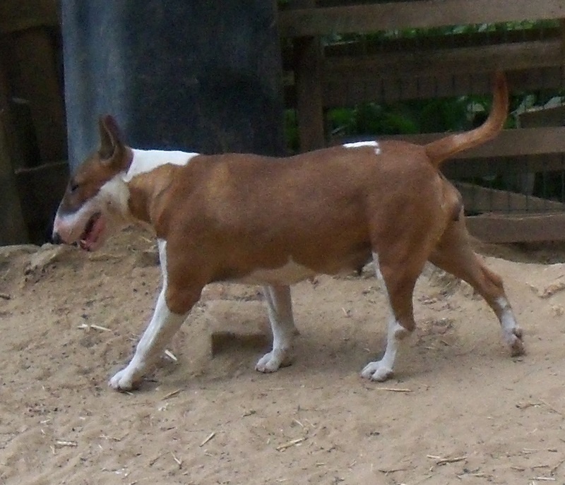 Bulletblanc Dynamite