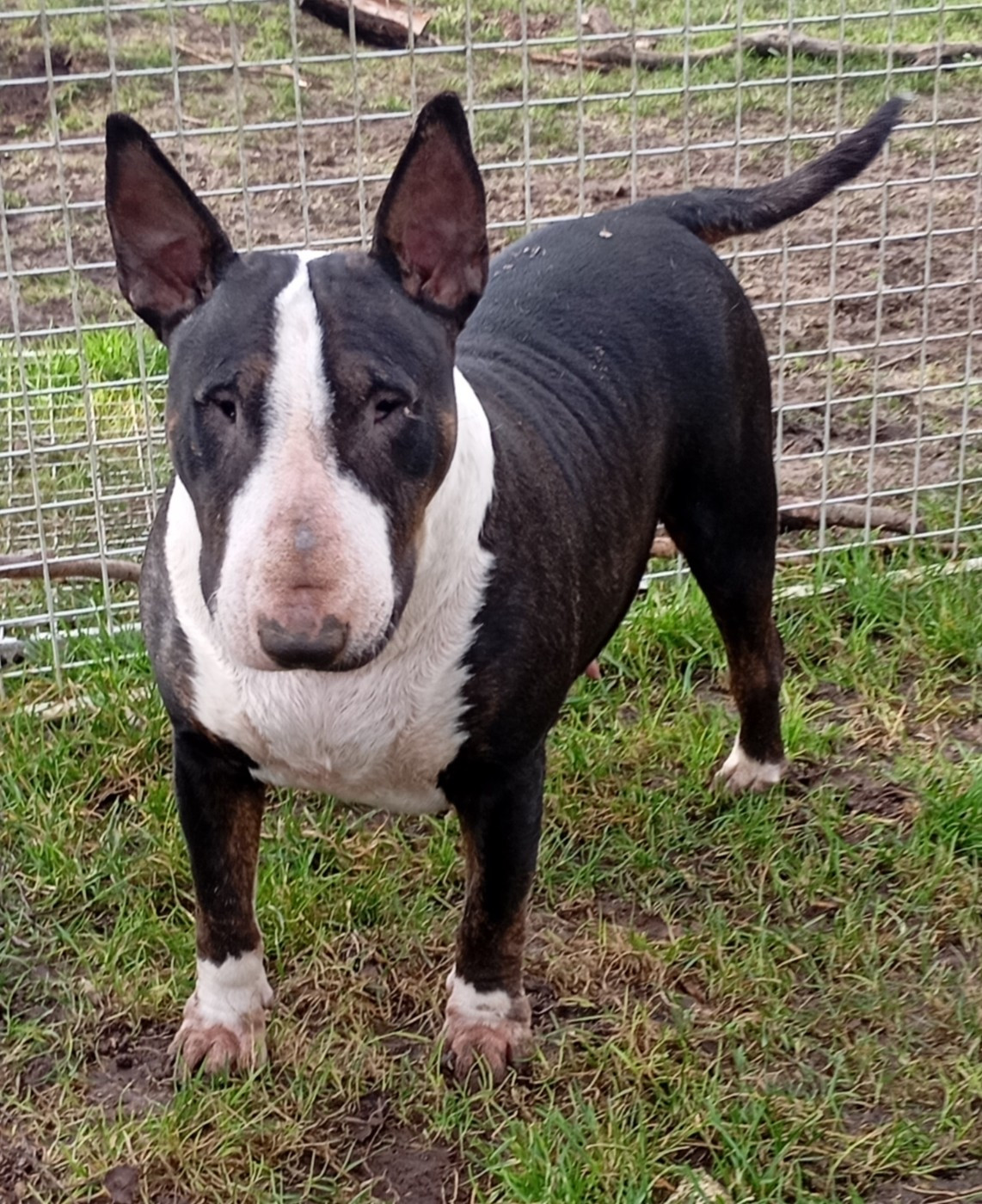 Bulletblanc Thalassa