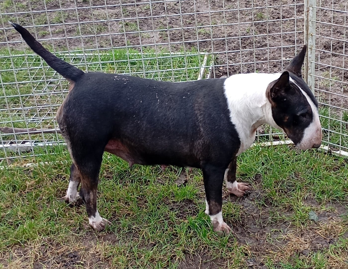 Bulletblanc Thalassa