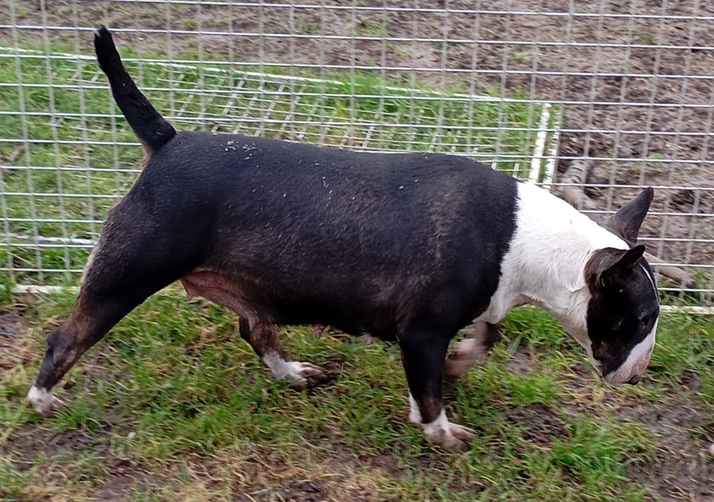 Bulletblanc Thalassa