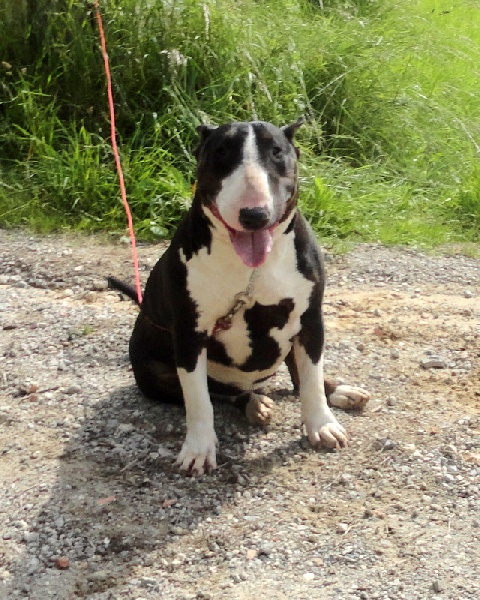 Publication : Bulletblanc Auteur : Jade ,12 mois