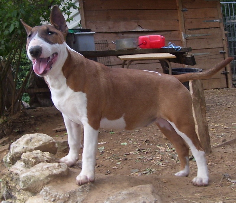 Bulletblanc Dynamite