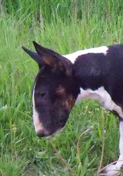 Publication : Bulletblanc Auteur : Jade ,12 mois