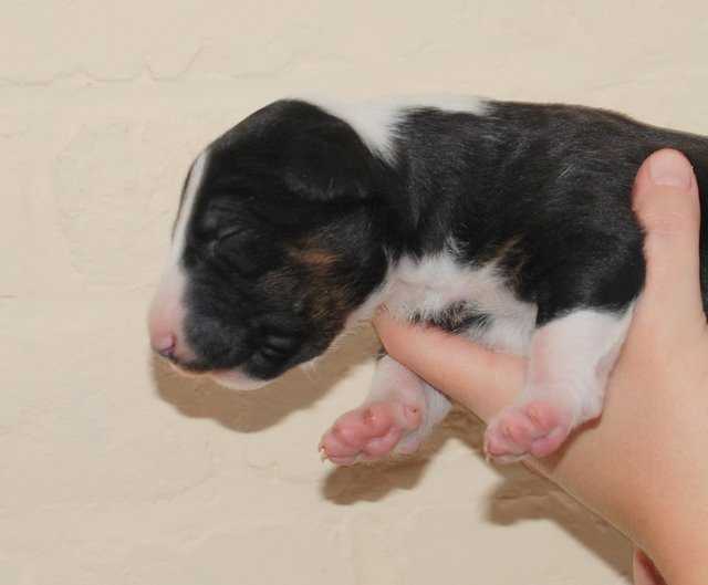 Publication : Bulletblanc Auteur : Jade ,12 mois