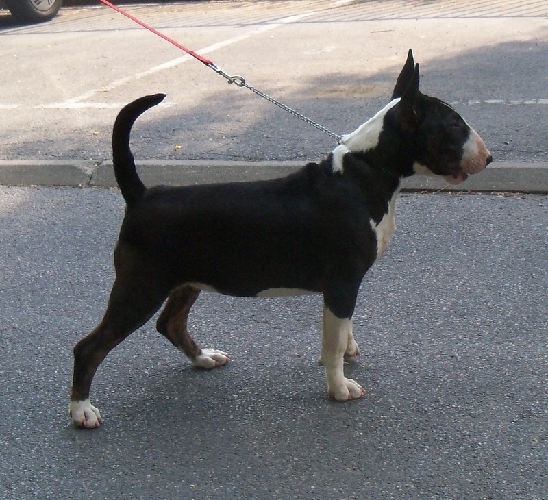 Publication : Bulletblanc Auteur : Jade ,12 mois