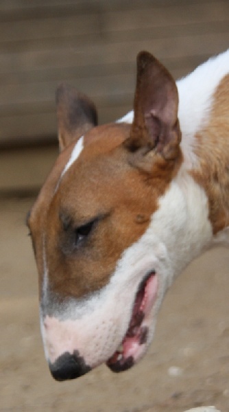 Bulletblanc Dynamite