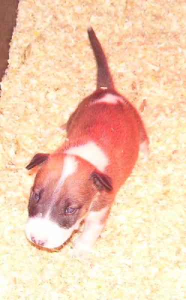 Bulletblanc Dynamite