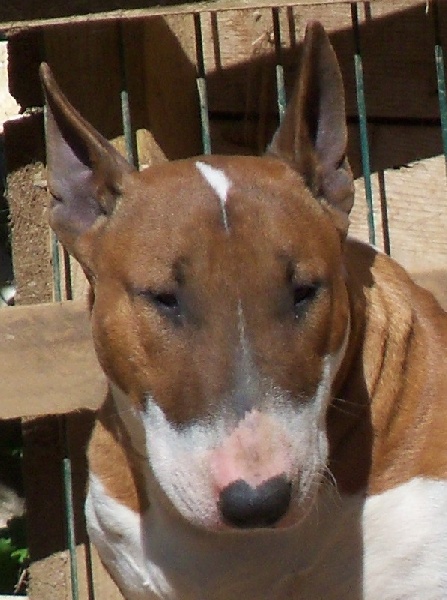 Bulletblanc Dynamite