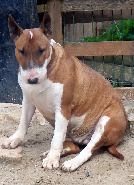 Bulletblanc Dynamite