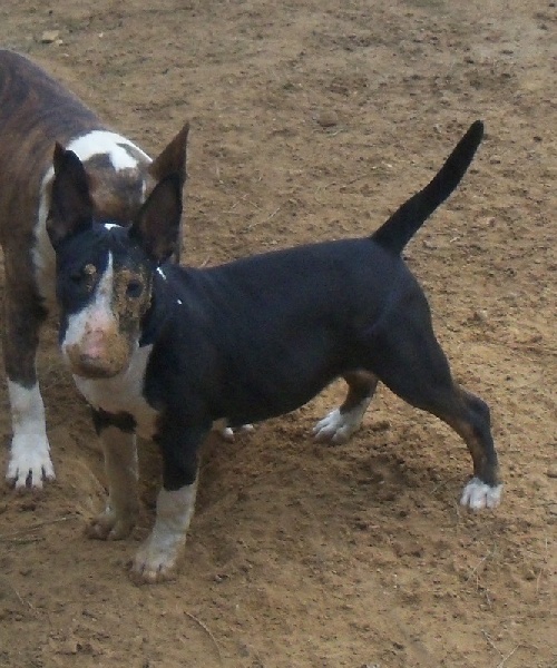 Publication : Bulletblanc Auteur : Jade ,12 mois