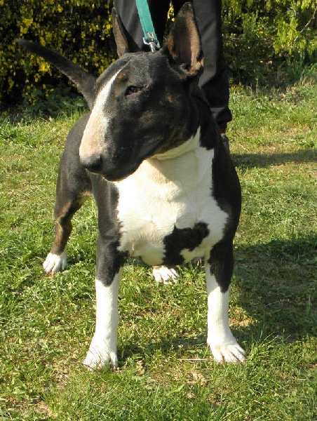 Publication : Bulletblanc Auteur : Jade ,12 mois