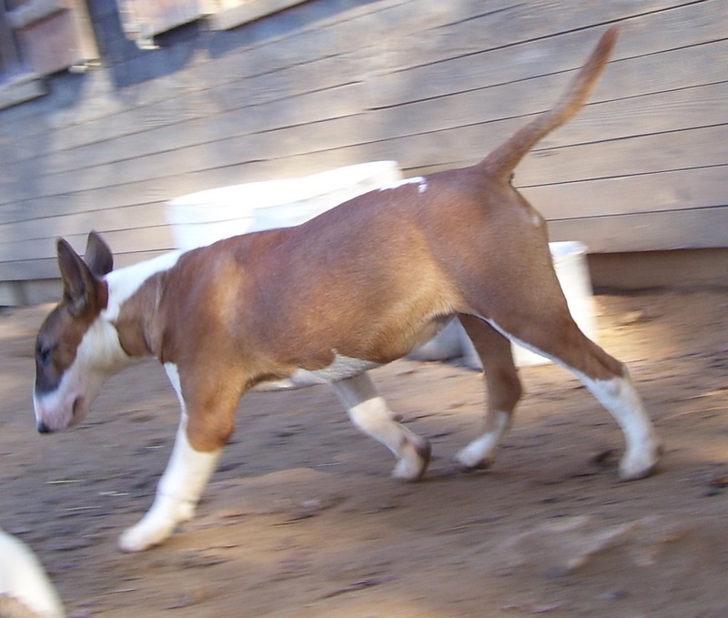 Bulletblanc Dynamite