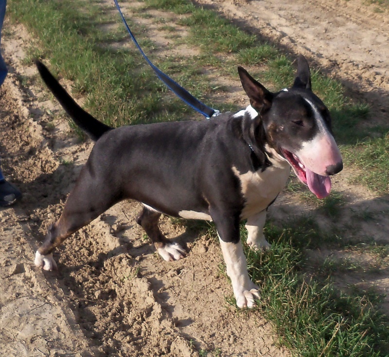 Publication : Bulletblanc Auteur : Jade ,12 mois