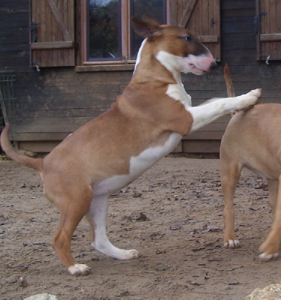 Bulletblanc Dynamite