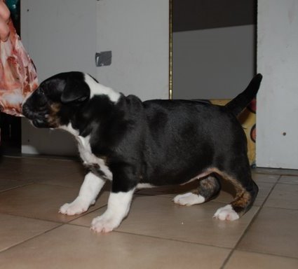 Publication : Bulletblanc Auteur : Jade ,12 mois