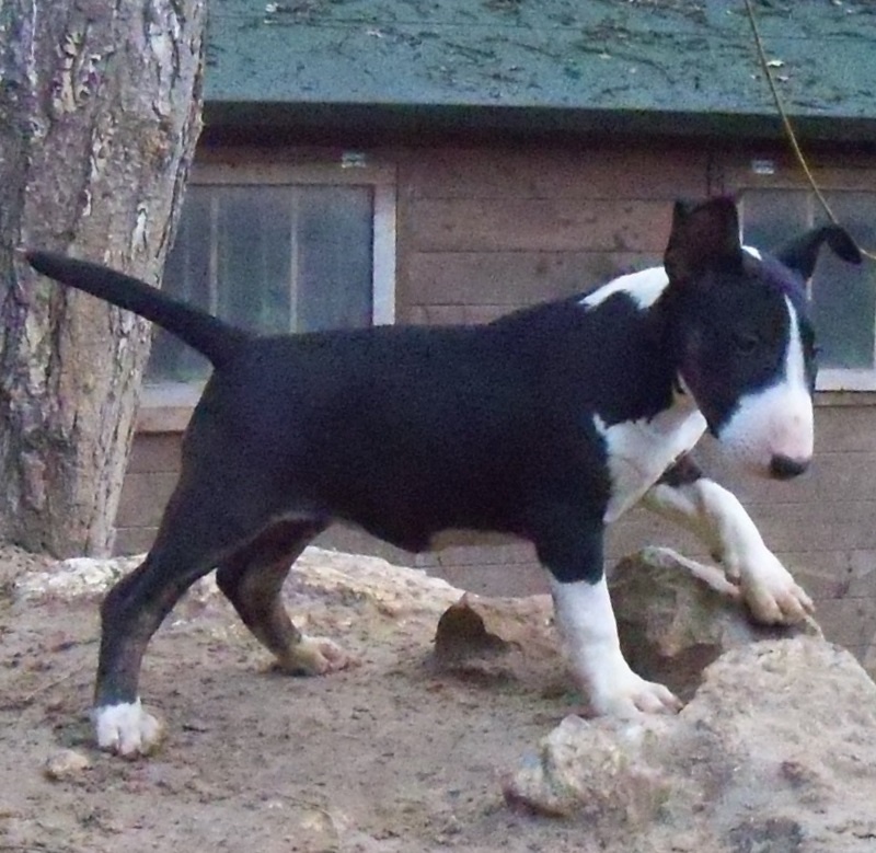 Publication : Bulletblanc Auteur : Jade ,12 mois