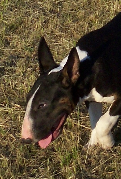 Publication : Bulletblanc Auteur : Jade ,12 mois