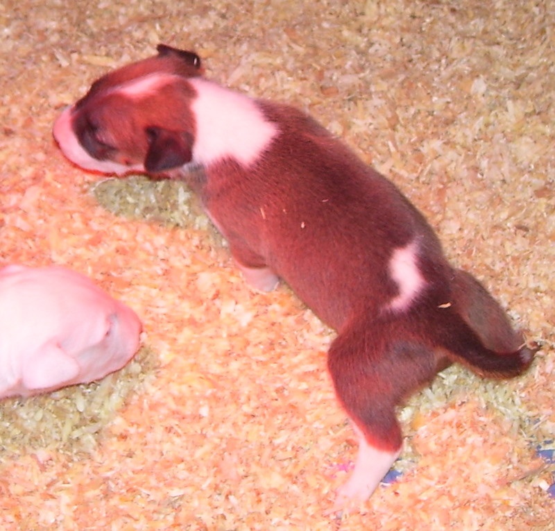 Bulletblanc Dynamite