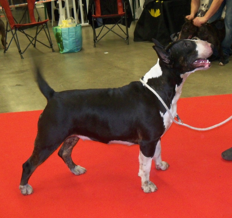 Publication : Bulletblanc Auteur : Jade ,12 mois