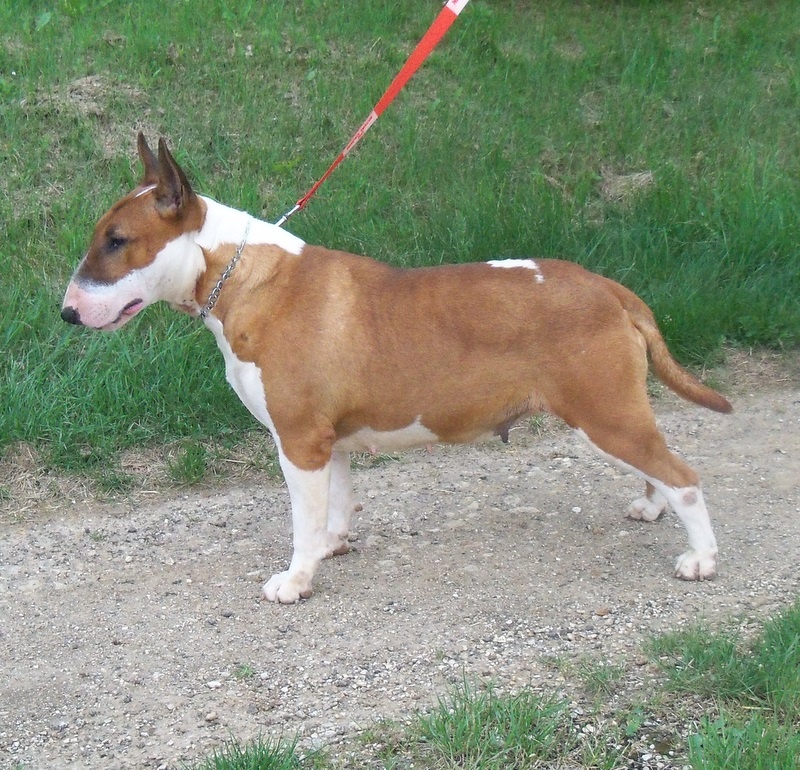 Bulletblanc Dynamite