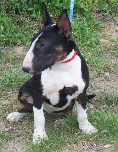 Publication : Bulletblanc Auteur : Jade ,12 mois