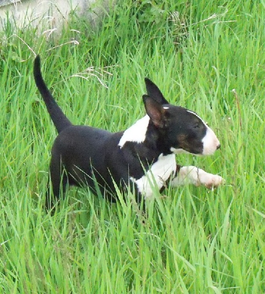 Publication : Bulletblanc Auteur : Jade ,12 mois