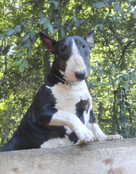 Publication : Bulletblanc Auteur : Jade ,12 mois