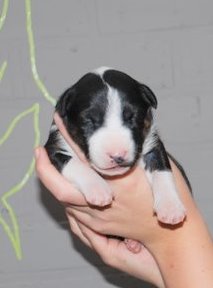 Publication : Bulletblanc Auteur : Jade ,12 mois