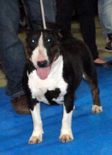 Publication : Bulletblanc Auteur : Jade ,12 mois