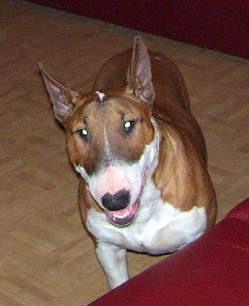 Bulletblanc Dynamite