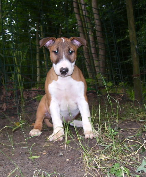 Bulletblanc Dynamite