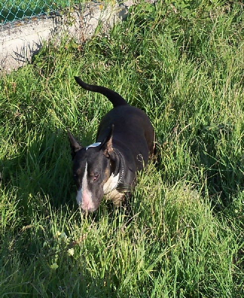 Publication : Bulletblanc Auteur : Jade ,12 mois