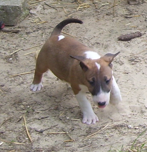 Bulletblanc Dynamite