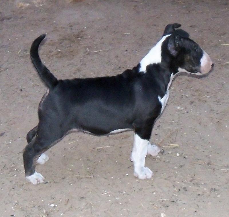 Publication : Bulletblanc Auteur : Jade ,12 mois