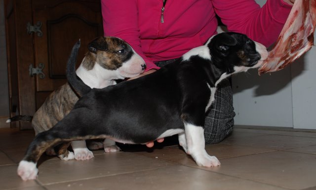 Publication : Bulletblanc Auteur : Jade ,12 mois