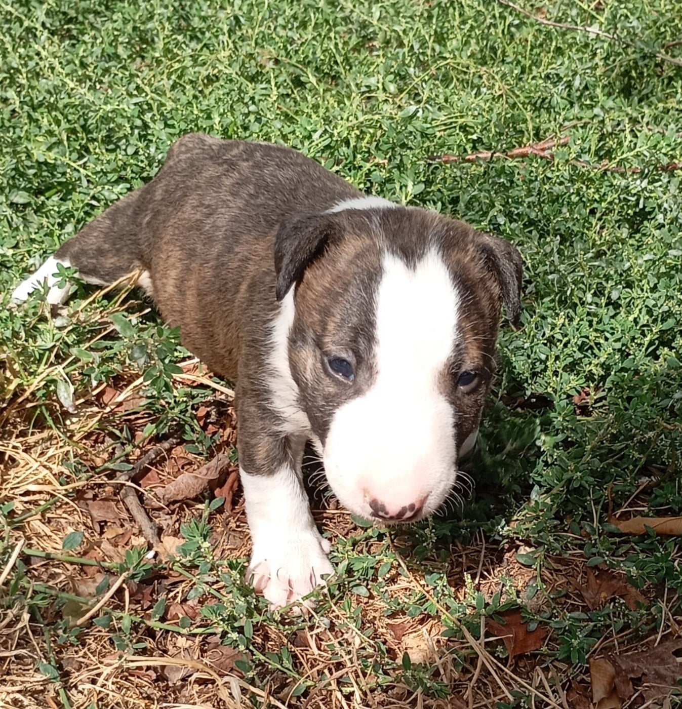 Chiot N°1 - Bull Terrier